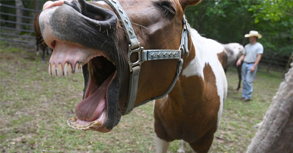 A close up image of a braying horse.