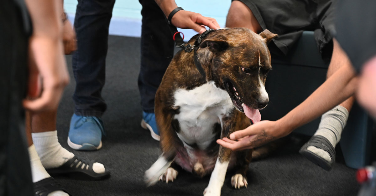 A new dog named Jack joins the pack at the BARK Program in Gainesville.